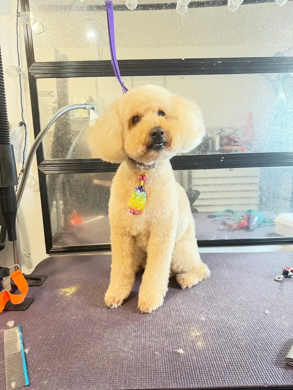 Photo from Karen S.'s review of FurrEver Fabulous Pet Grooming & Dental Care reviews